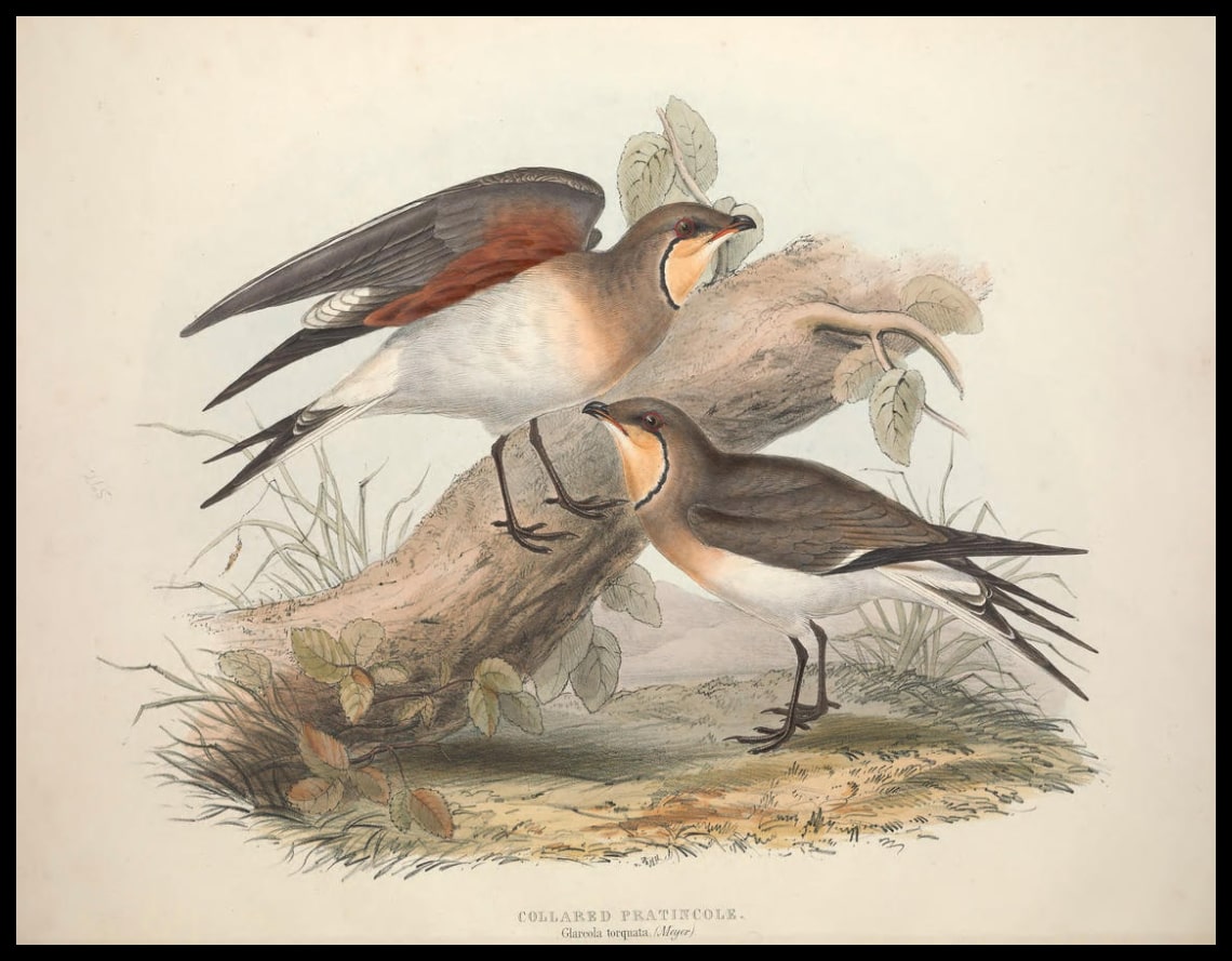 Poster Glareola Torquata