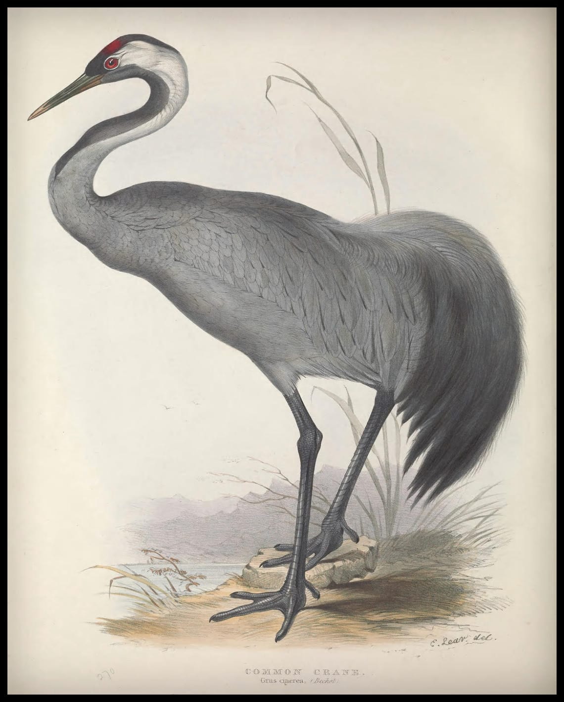 Poster Grus Cinerea