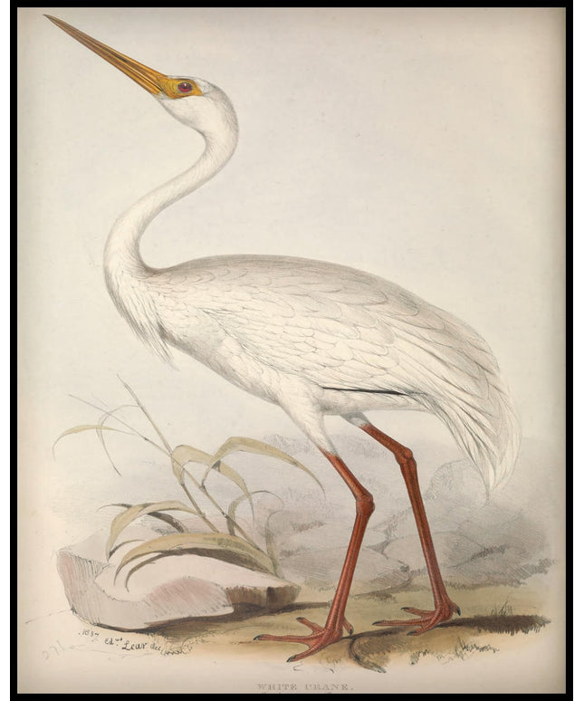 Grus Leucogeranus Poster