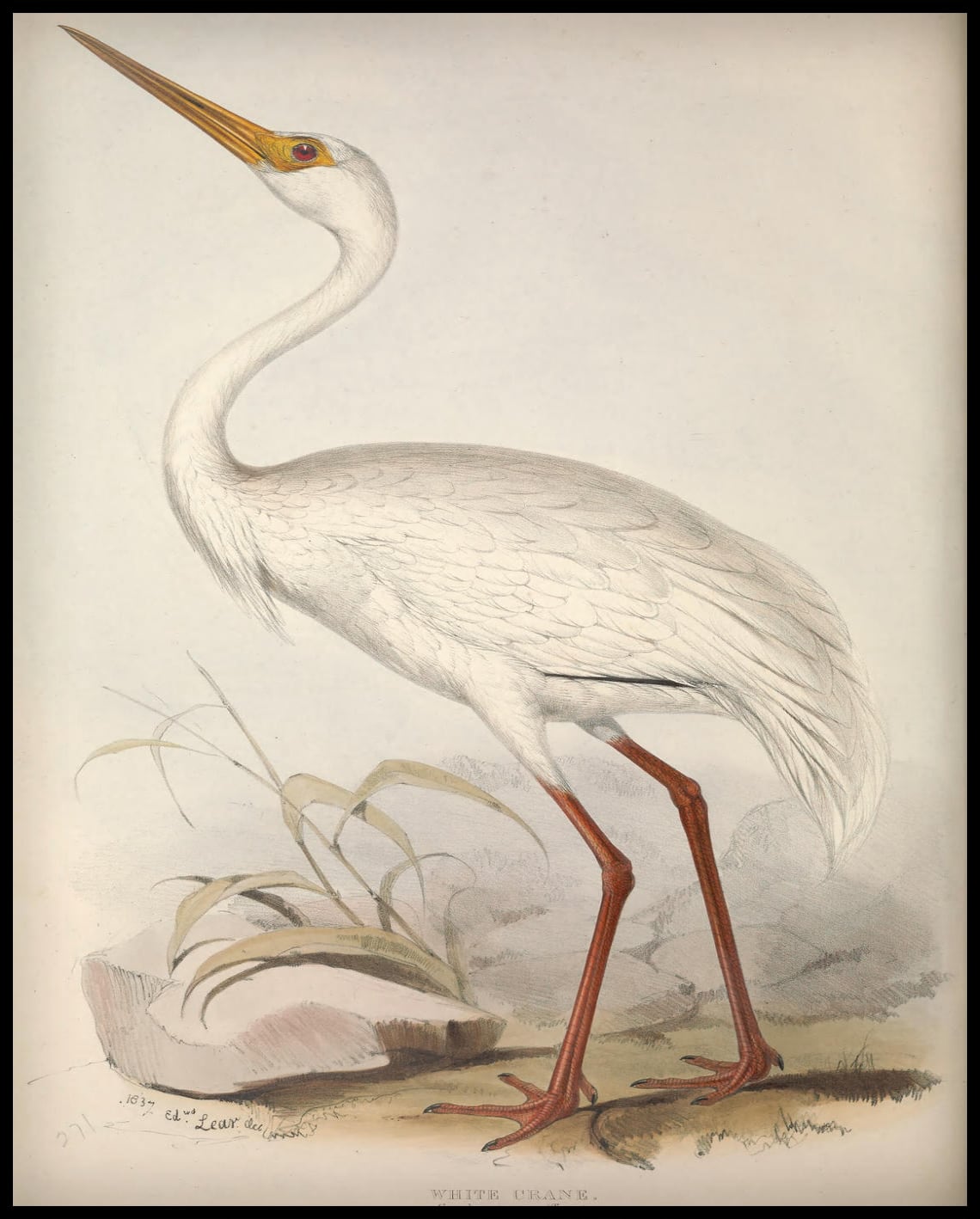 Grus Leucogeranus Poster