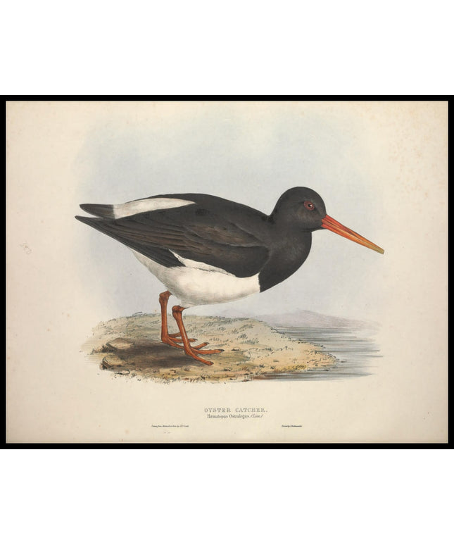 Haematopus Ostralegus Poster