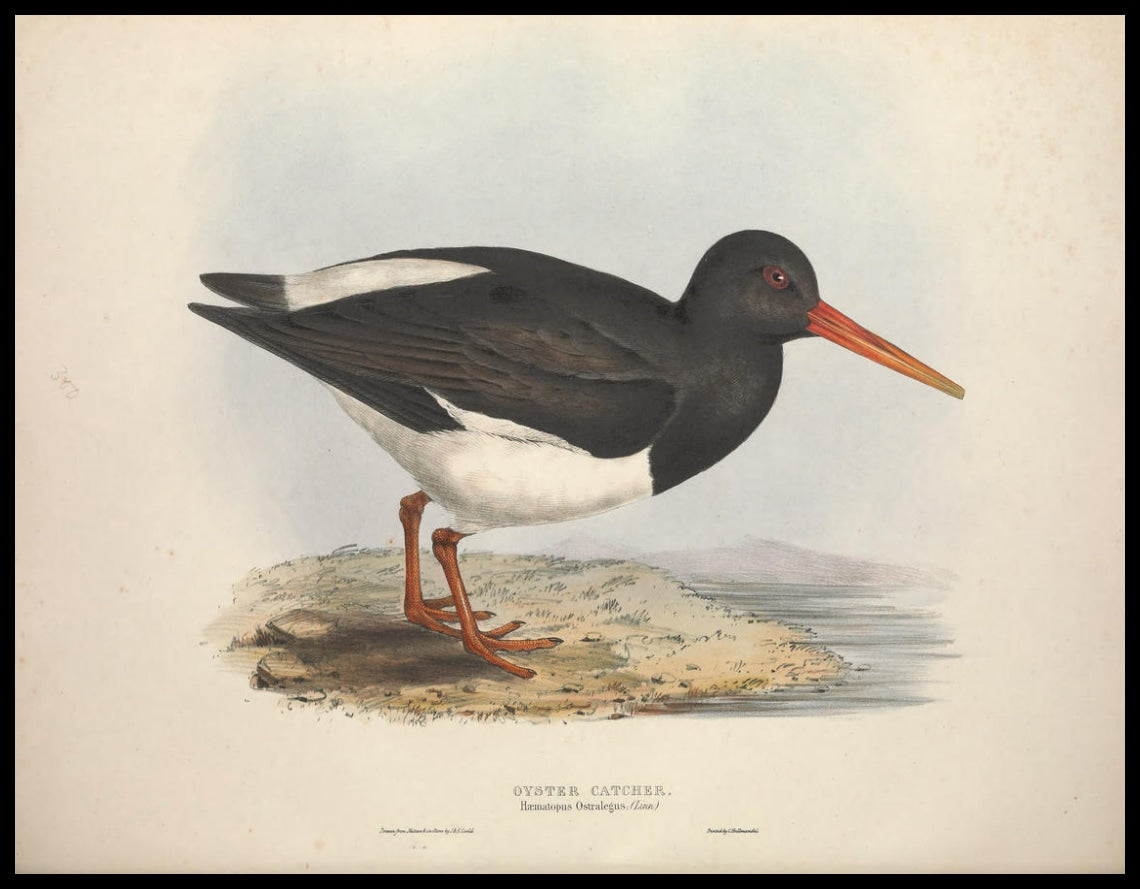 Poster Haematopus Ostralegus