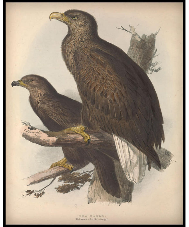 Haliaetus Albicilla Poster