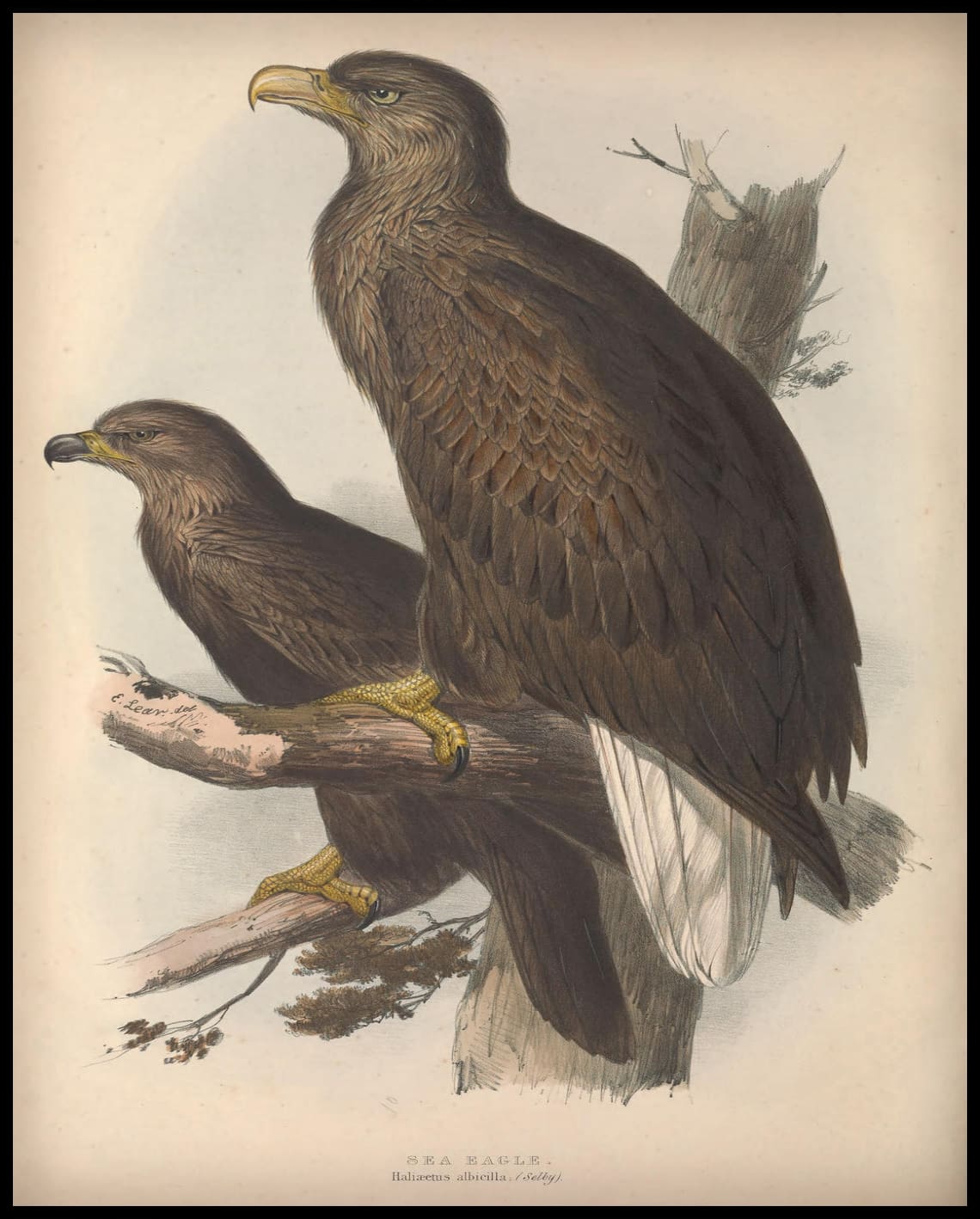 Haliaetus Albicilla Affiche
