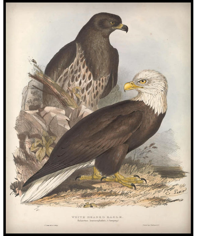 Haliaetus Leucocephalus Poster