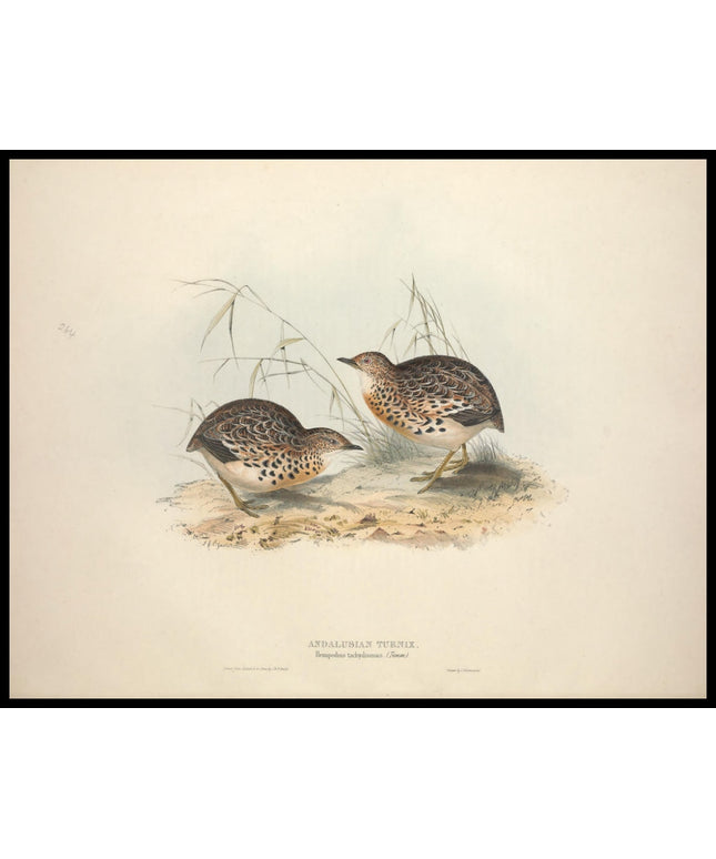 Hemipodius Tachydromus Poster