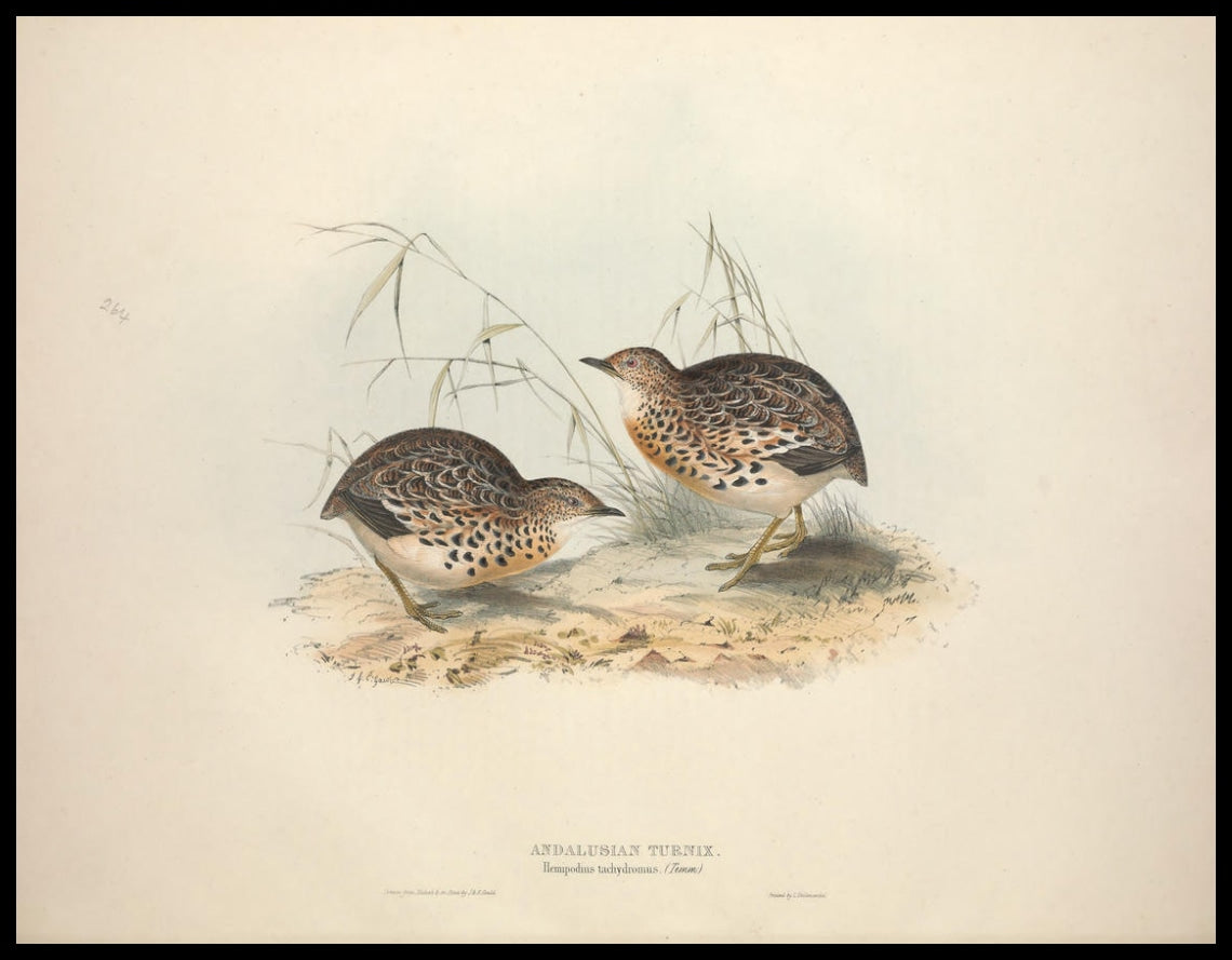 Poster Hemipodius Tachydromus