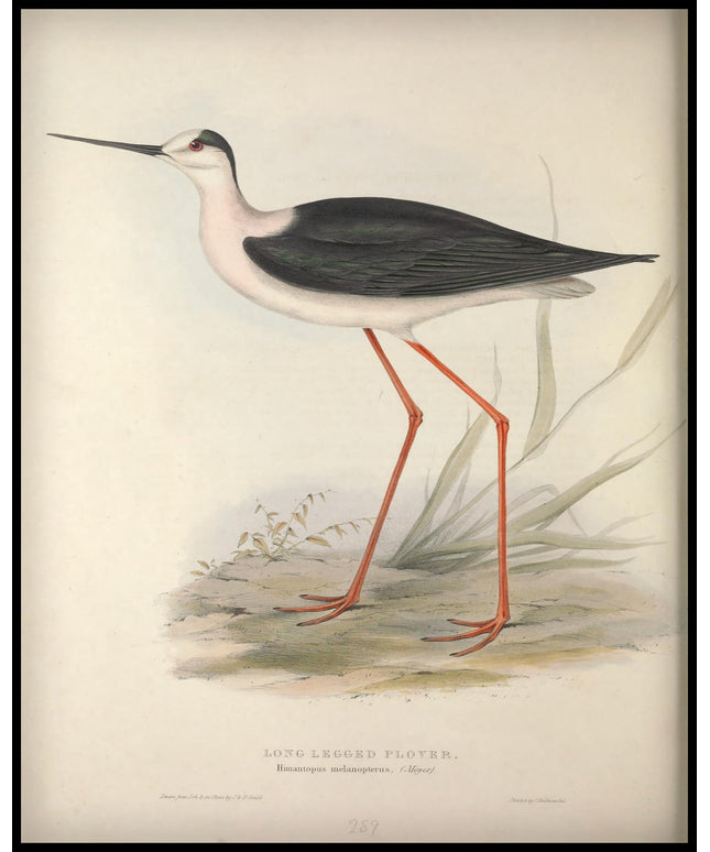 Himantopus Melanopterus Poster