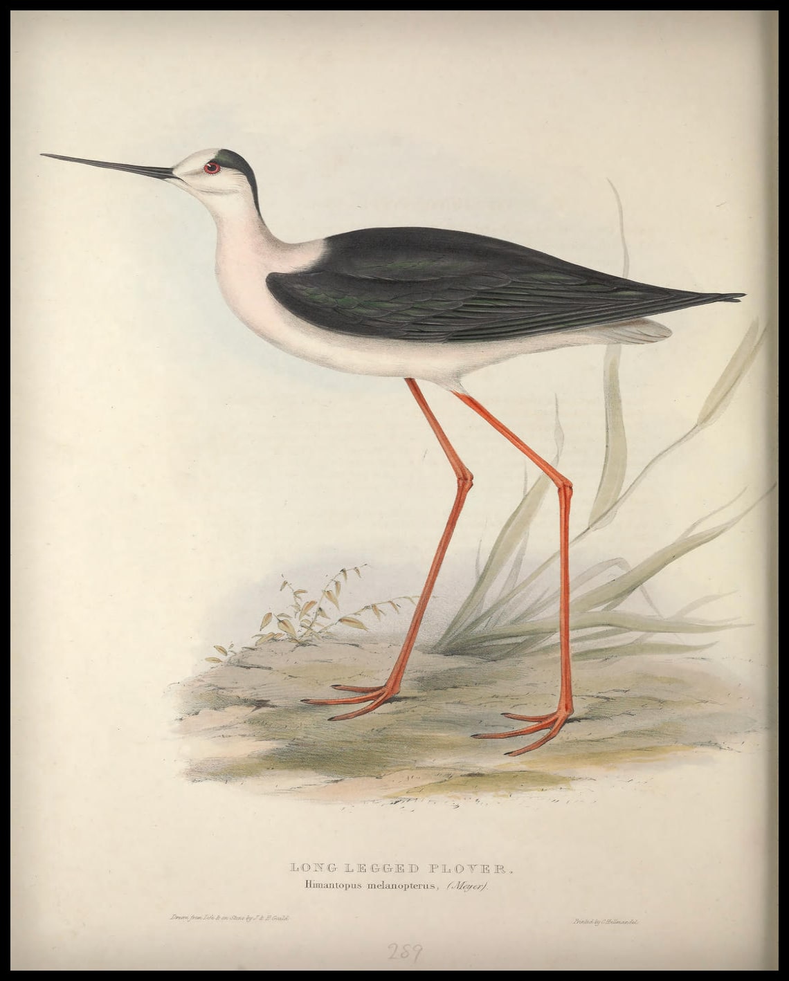 Poster Himantopus Melanopterus