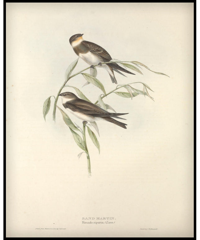 Hirundo Riparia Poster