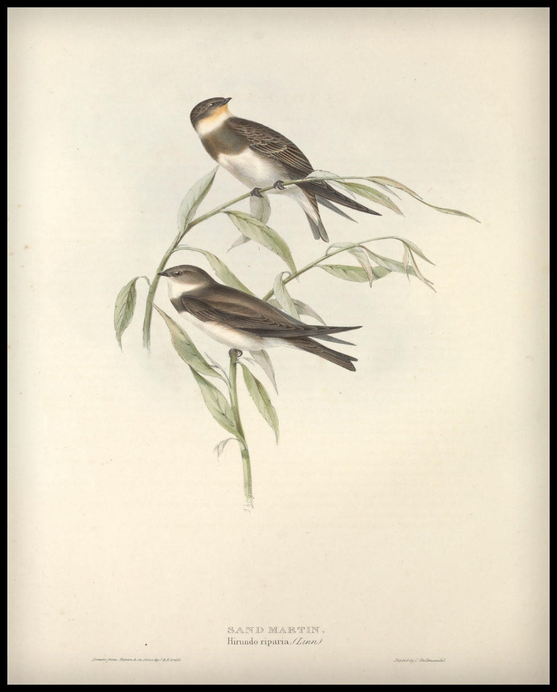 Affiche Hirundo Riparia