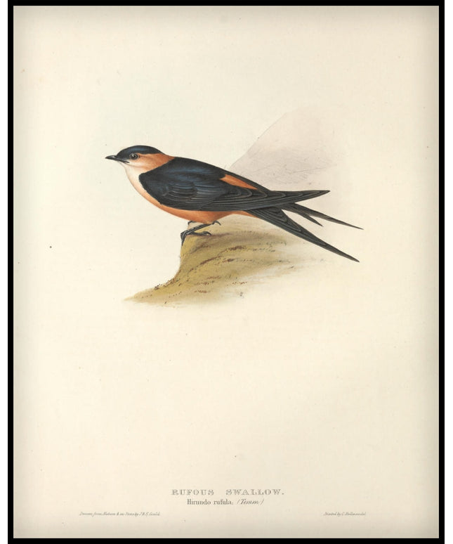 Hirundo Rufula Poster