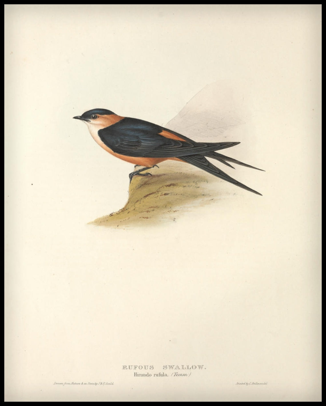 Affiche Hirundo Rufula