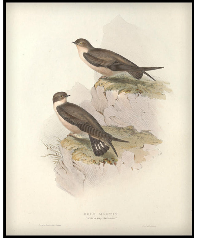 Hirundo Rupestris Poster