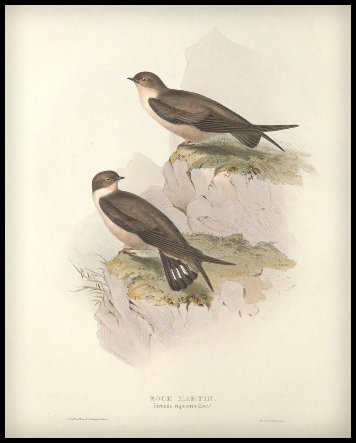 Affiche Hirundo Rupestris