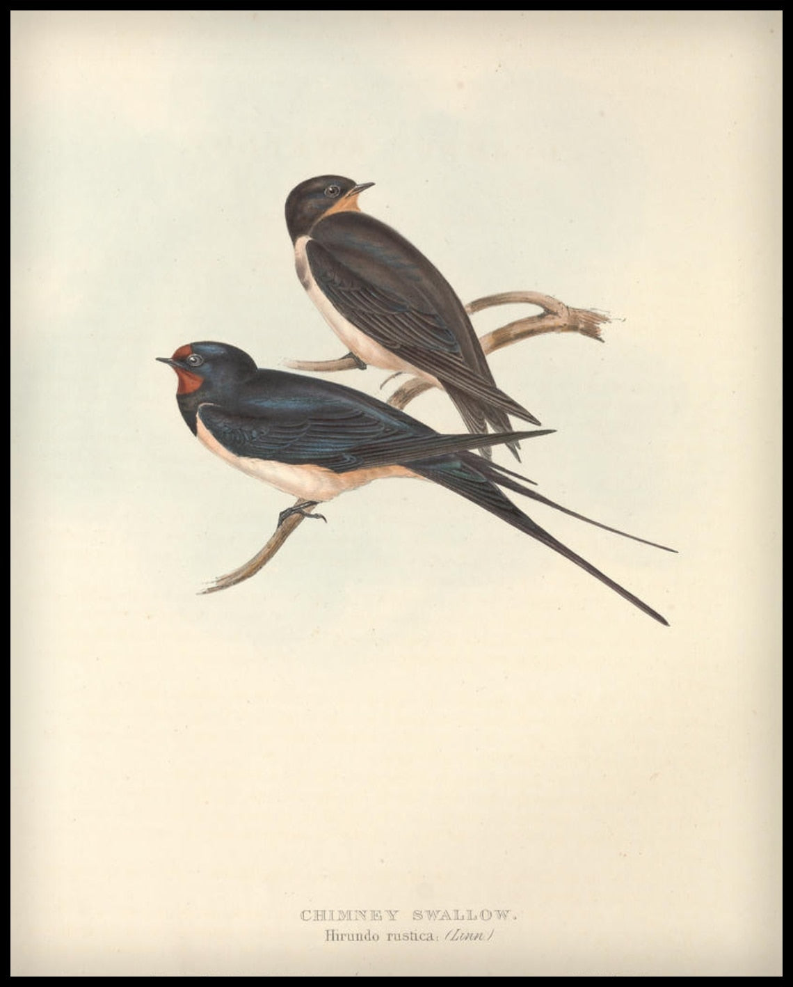 Affiche Hirundo Rustica