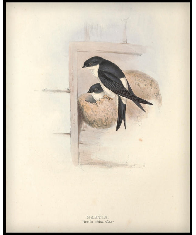 Hirundo Urbica Poster