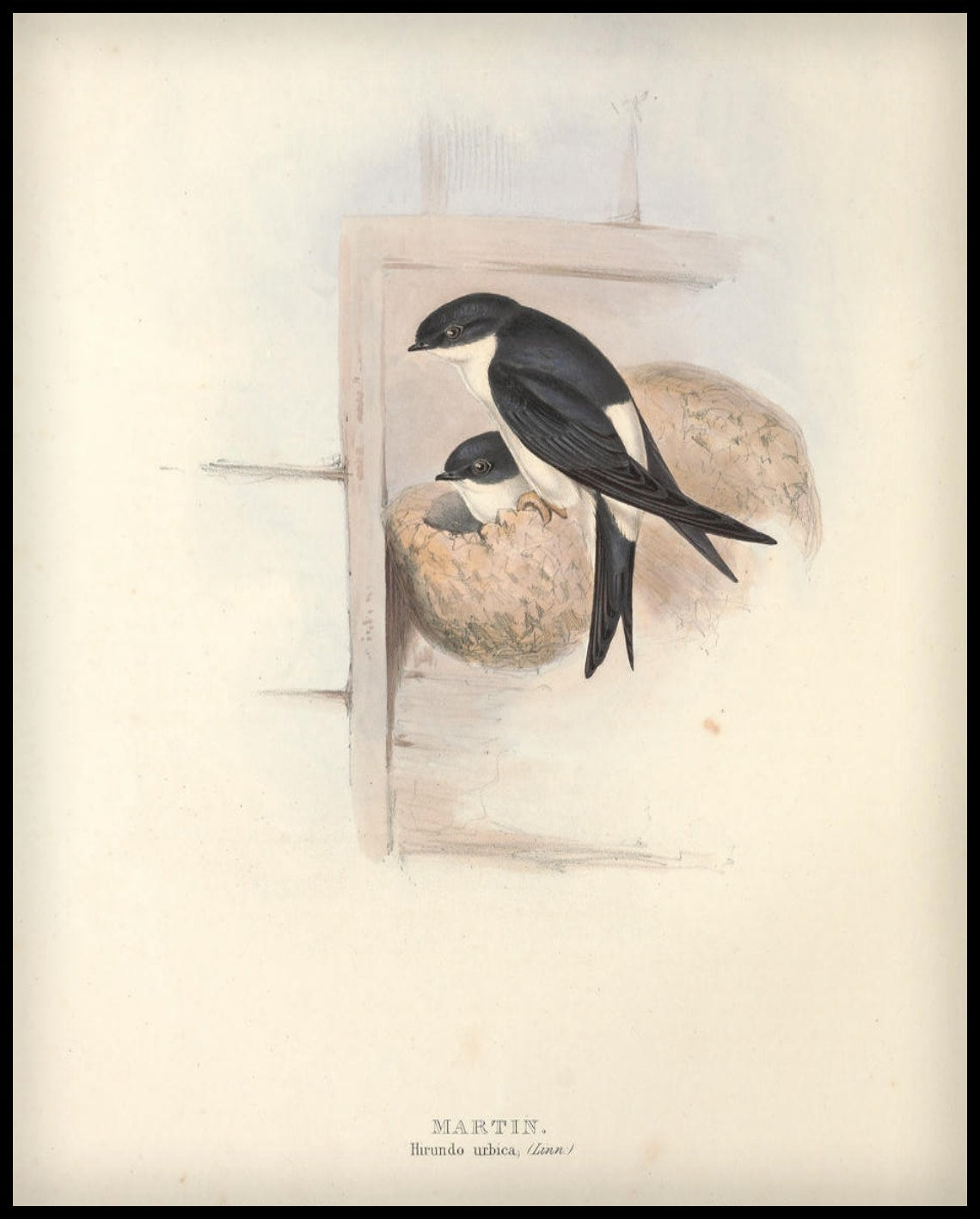 Affiche Hirundo Urbica