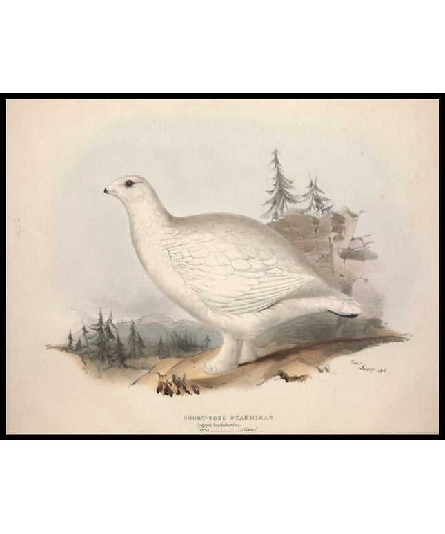 Lagopus Brachydactylus Poster