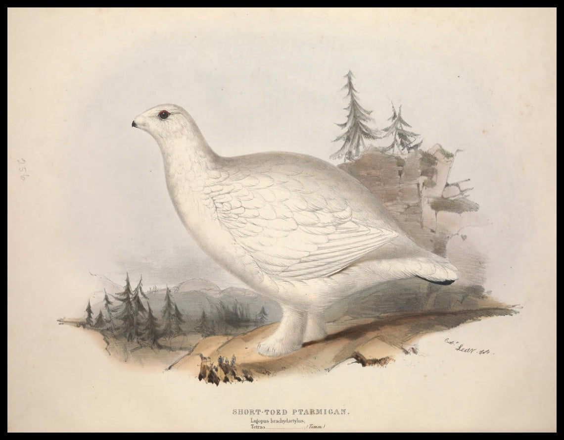 Poster Lagopus Brachydactylus