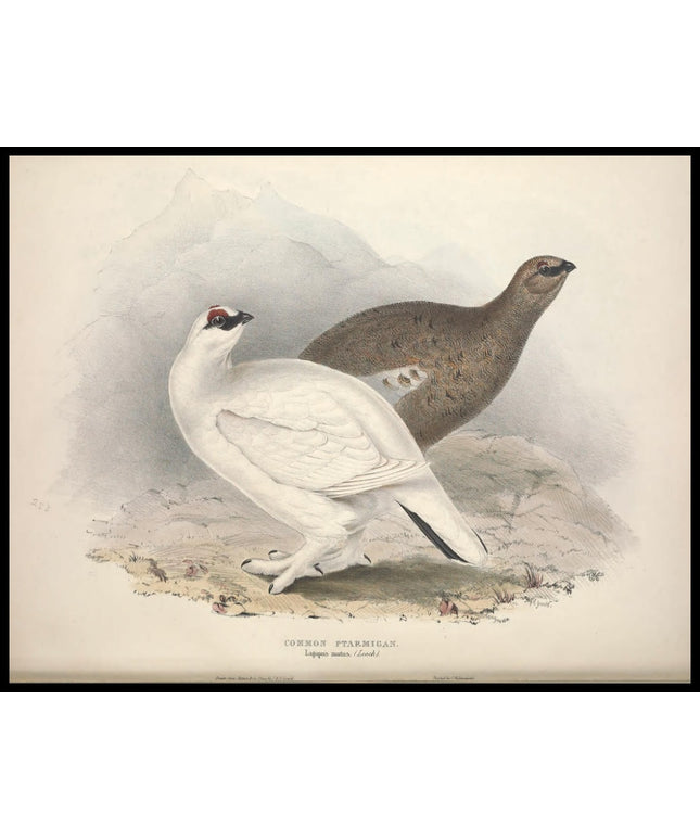 Lagopus Mutus Poster