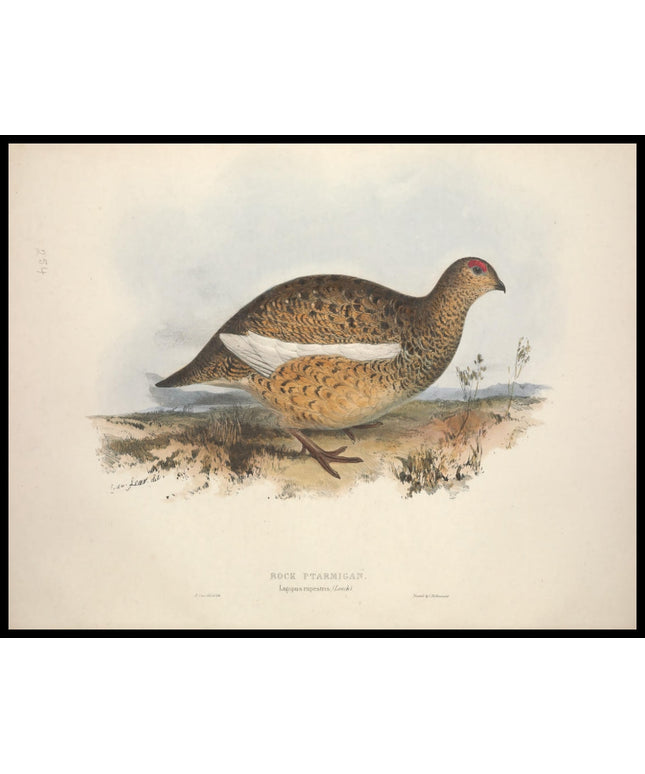 Lagopus Rupestris Poster