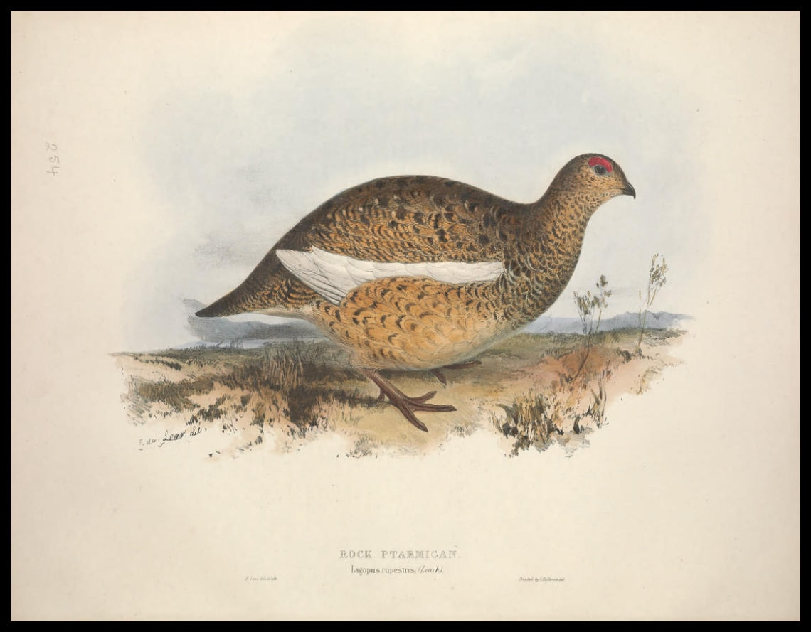 Affiche Lagopus Rupestris
