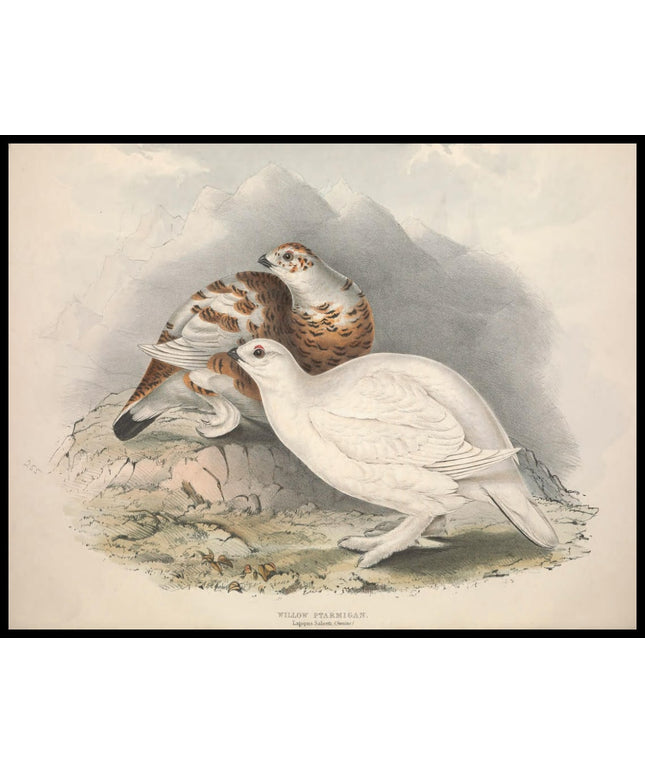 Lagopus Saliceti Poster