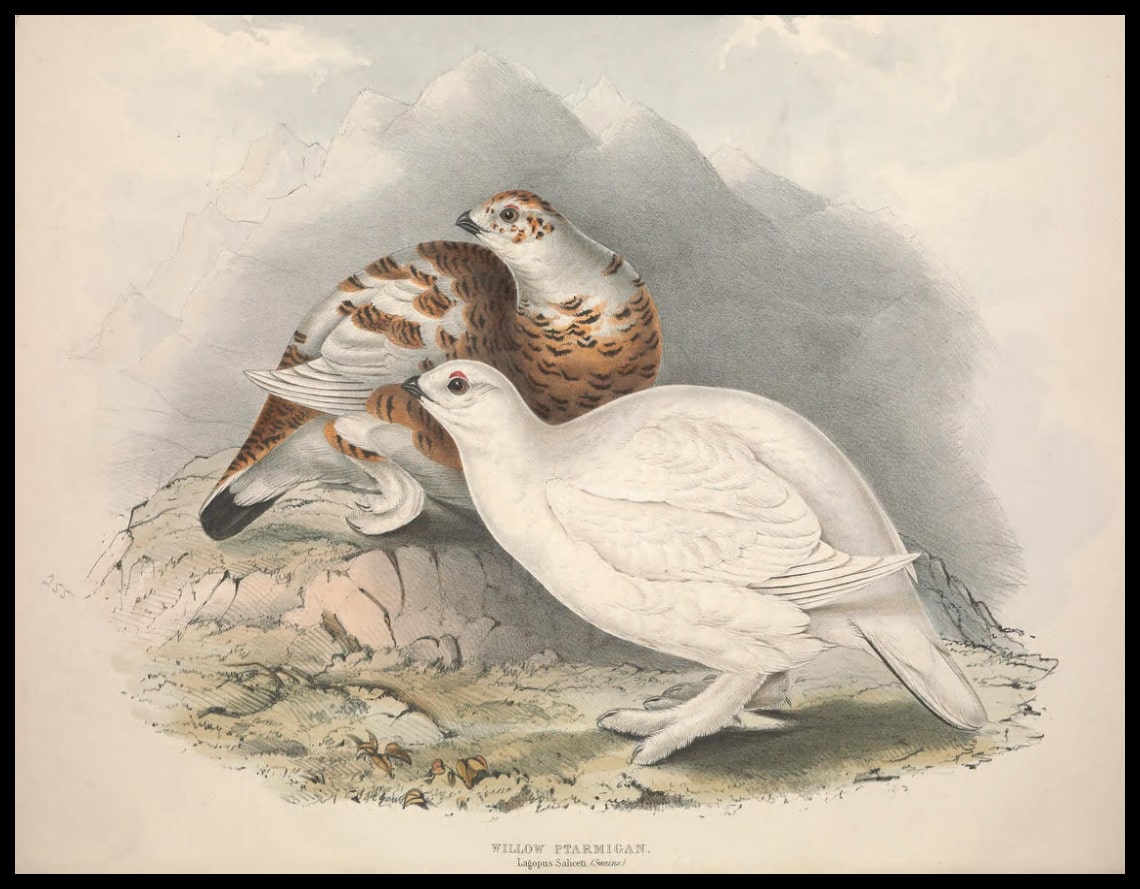 Poster Lagopus Saliceti