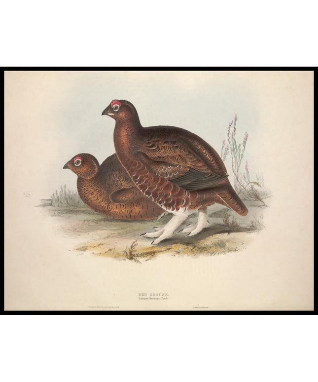 Lagopus Scoticus Poster