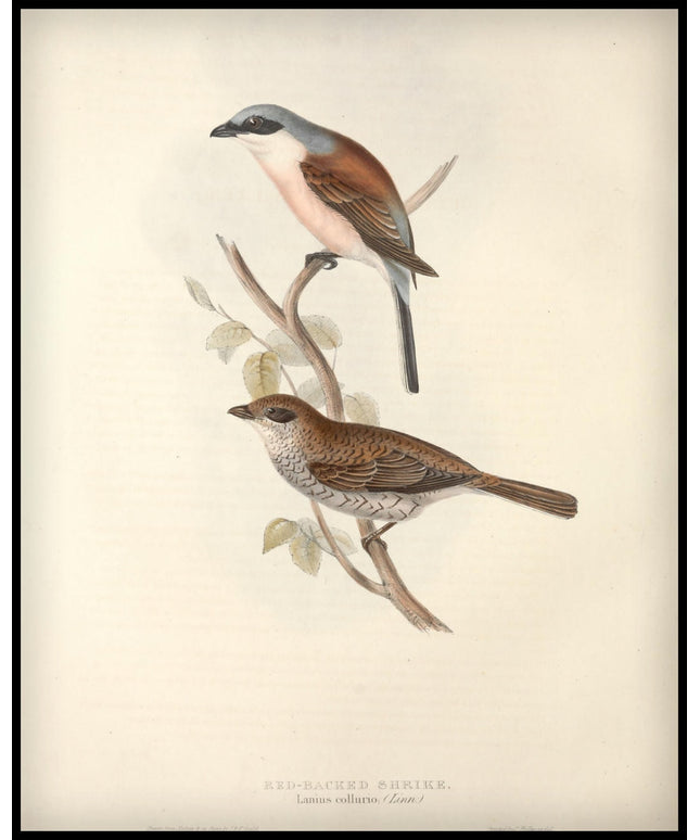 Lanius Collurio Poster