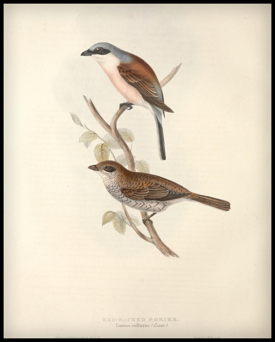 Poster de Lanius Collurio