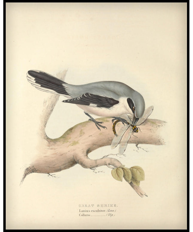 Lanius Excubitor Poster