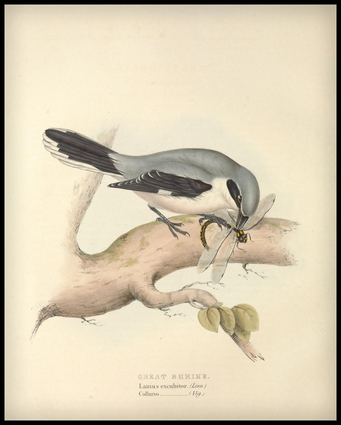Poster Lanius Excubitor