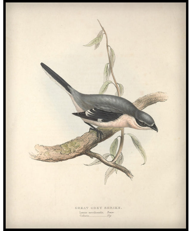 Lanius Meridionalis Poster