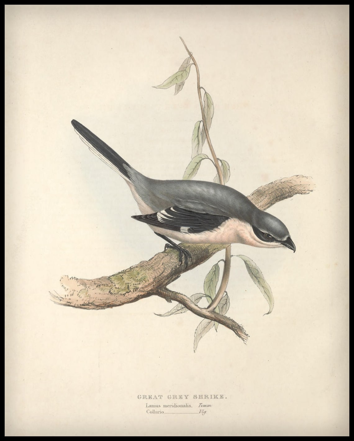 Affiche Lanius Meridionalis