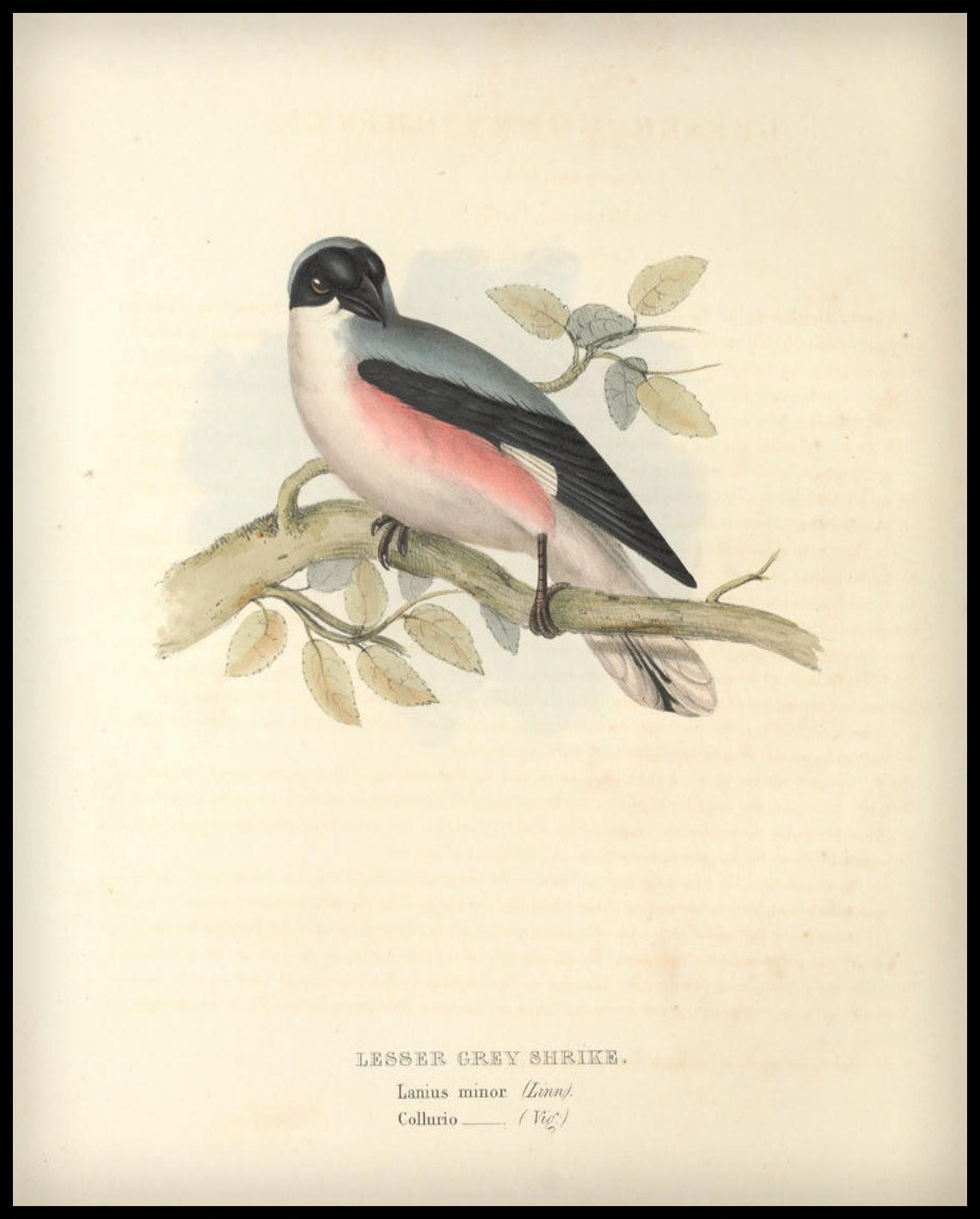 Poster Lanius Minor
