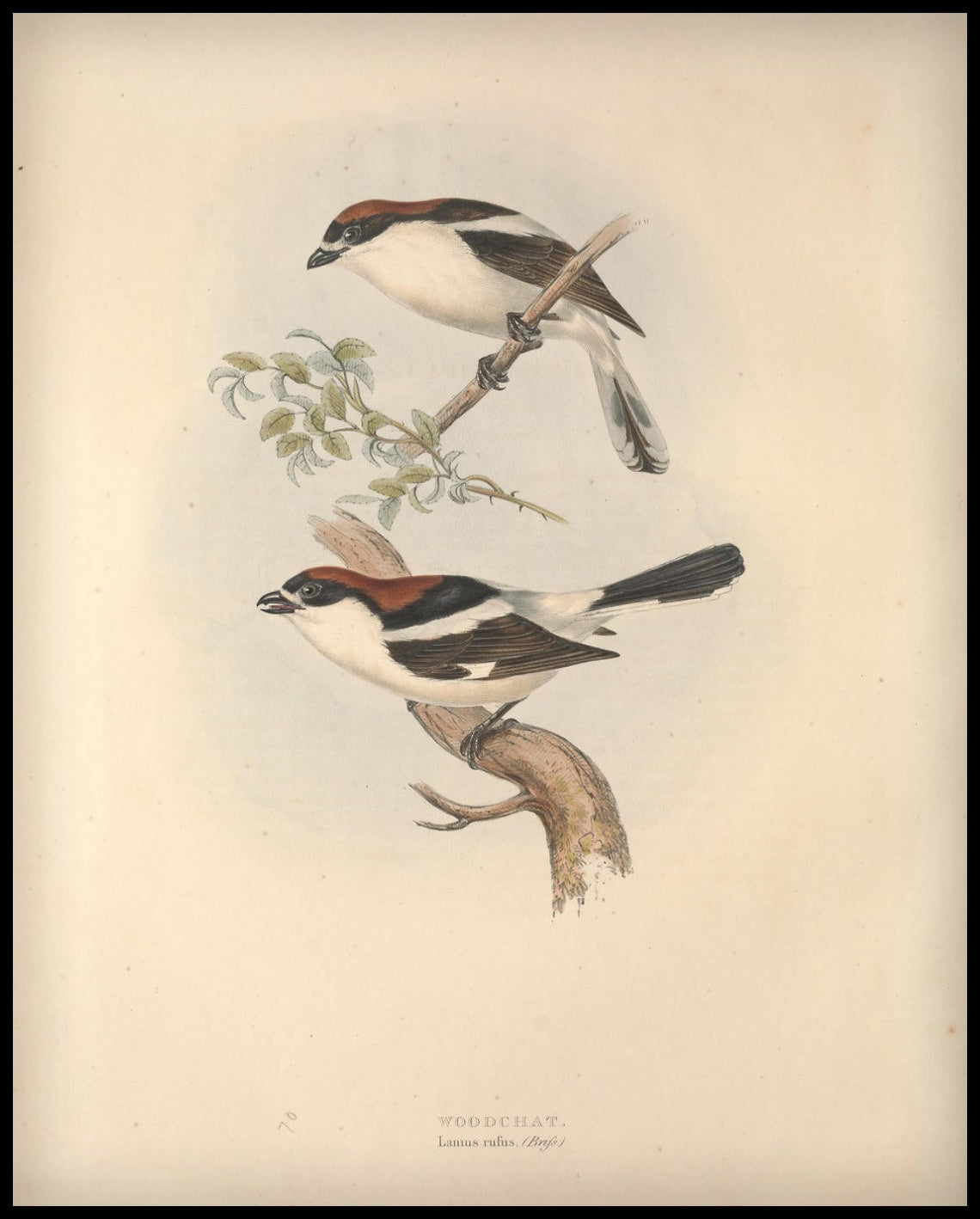 Poster de Lanius Rufus