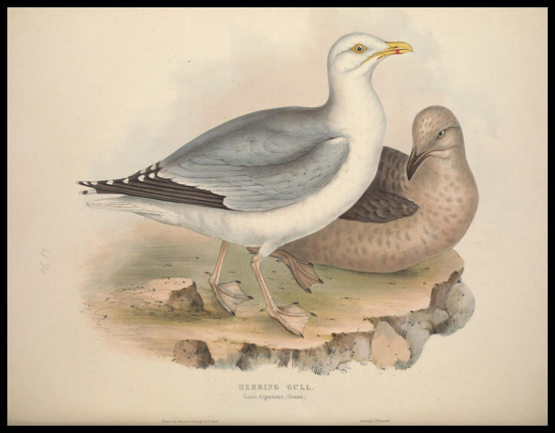 Poster Larus Argentatus
