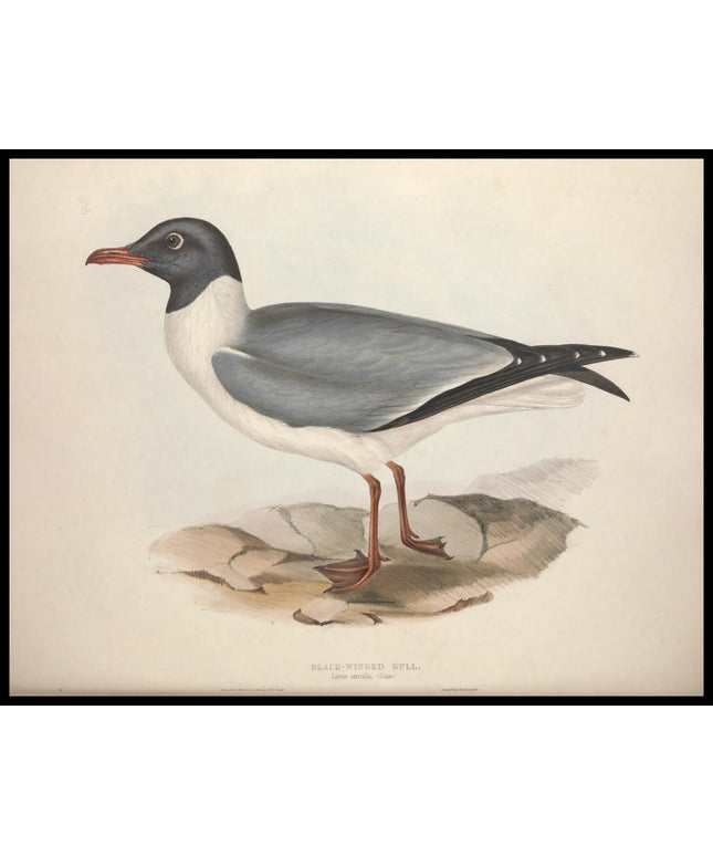 Larus Atricilla Poster