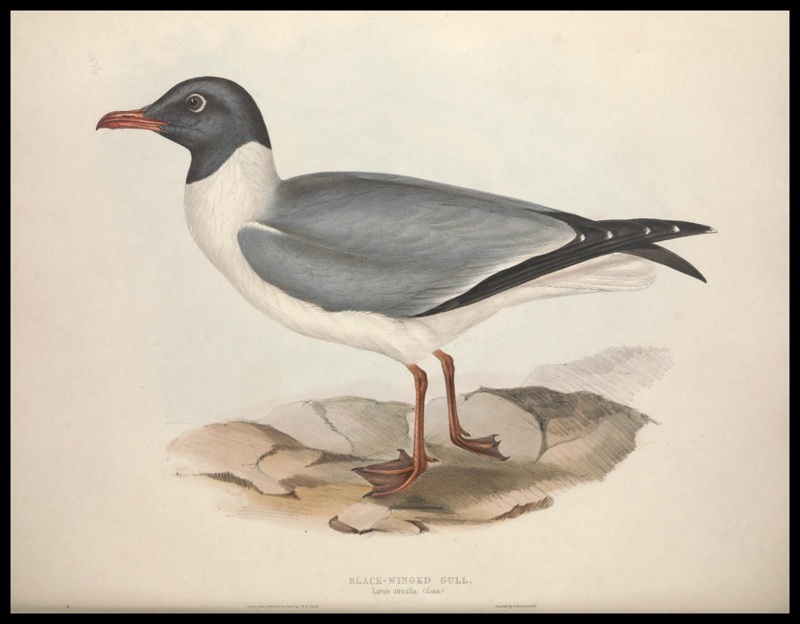Poster Larus Atricilla