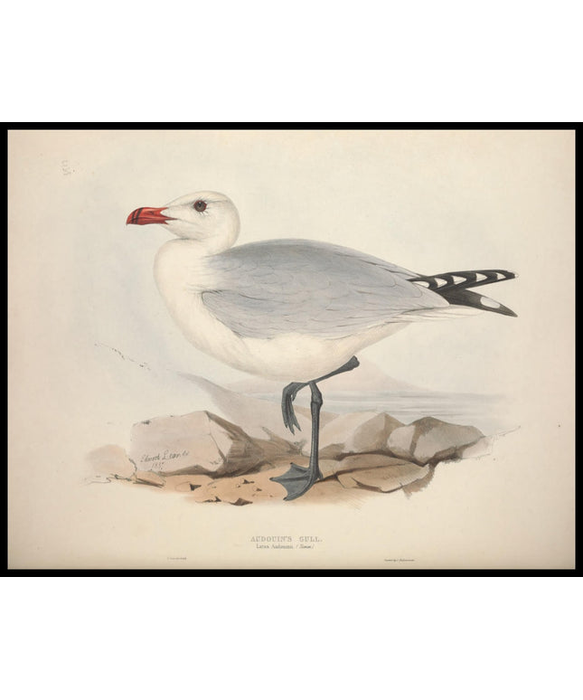 Larus Audouinii Poster