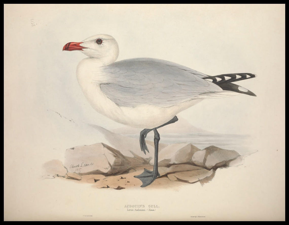 Poster Larus Audouinii