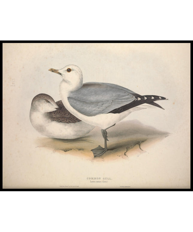 Larus Canus Poster
