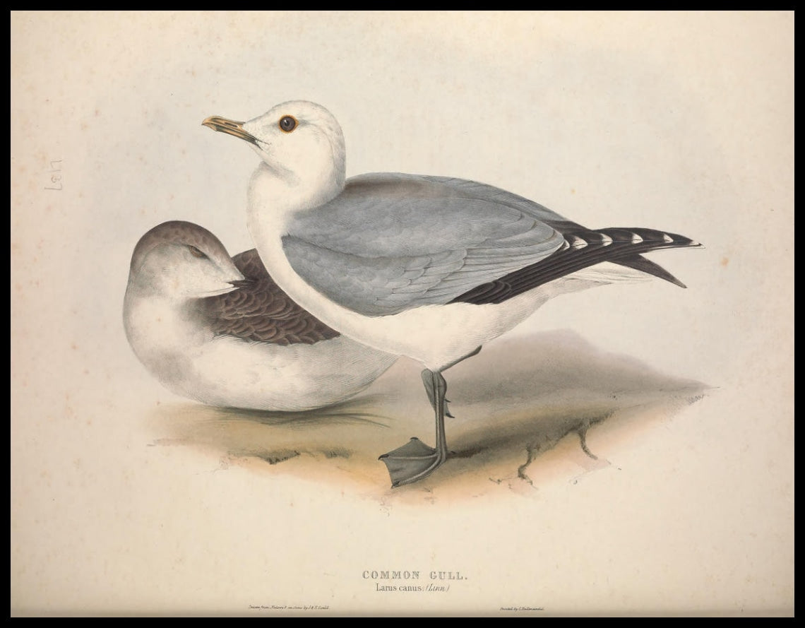 Poster Larus Canus