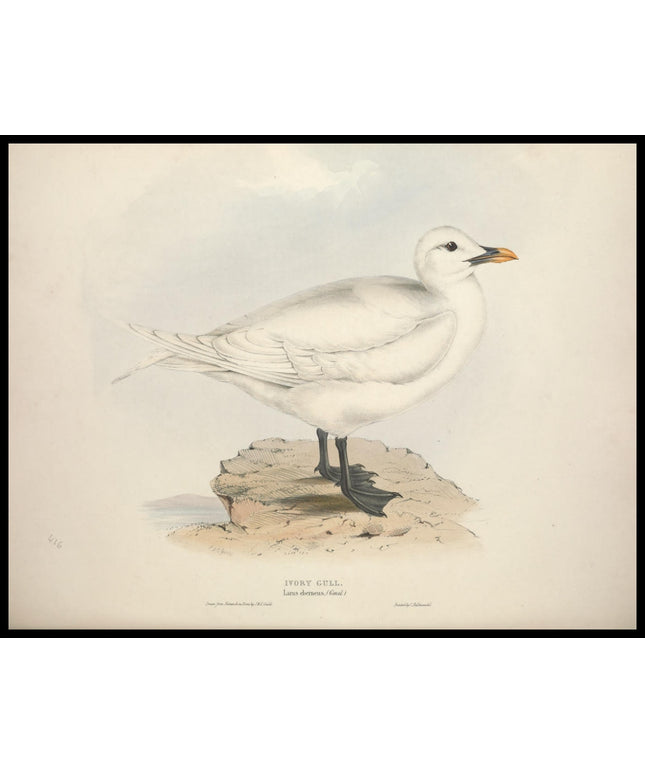 Larus Eberneus Poster