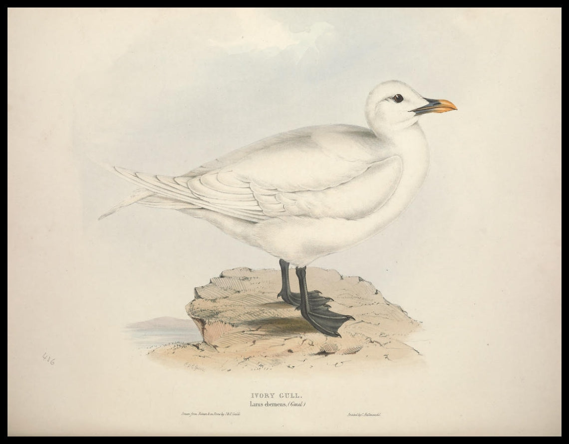 Poster Larus Eberneus