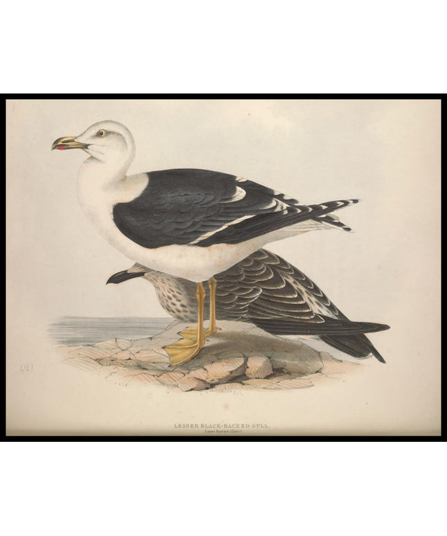 Larus Fuscus Poster