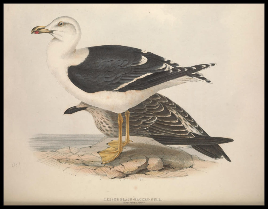 Poster Larus Fuscus
