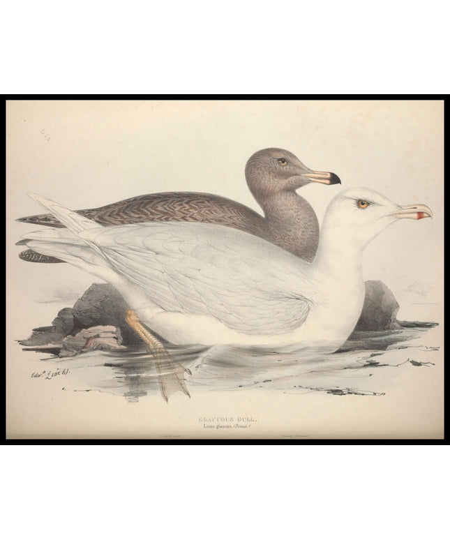 Larus Glaucus Poster